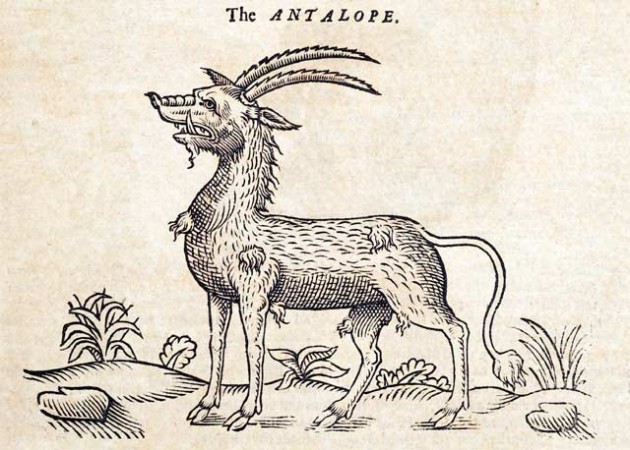 SOS - W     M ANTALOPE  FROM THE 'HISTORY OF FOUR FOOTED BEASTS'  DTD 1607